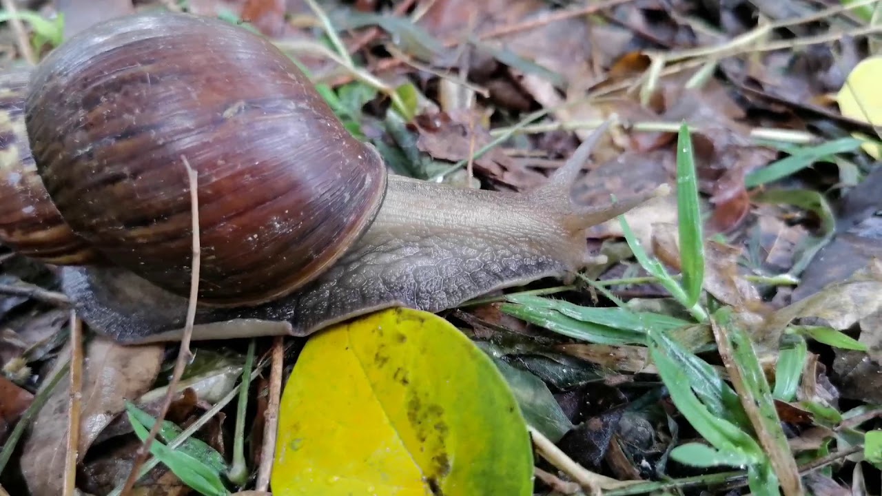 Apa Makanan Siput - KibrisPDR