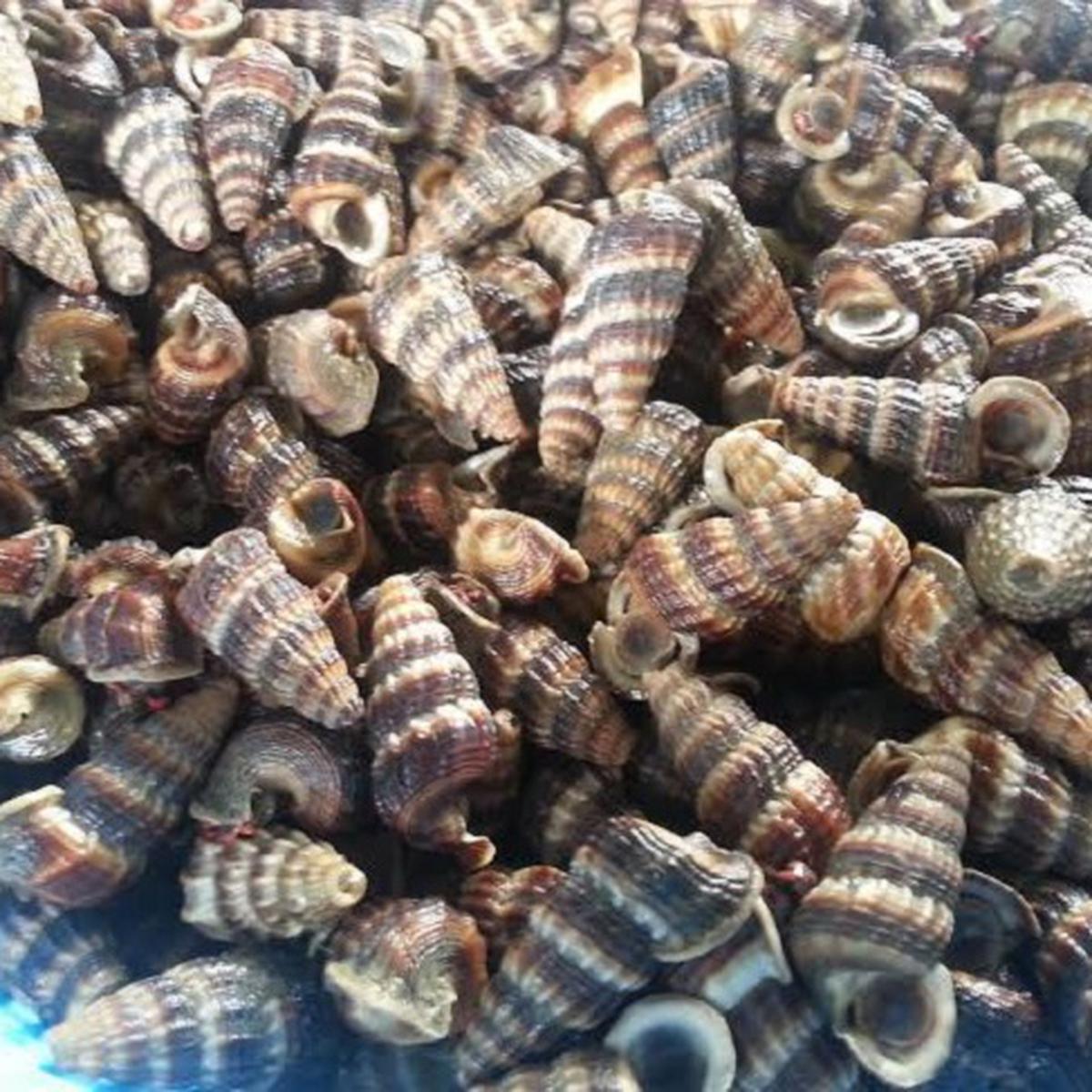 Detail Apa Makanan Siput Nomer 19