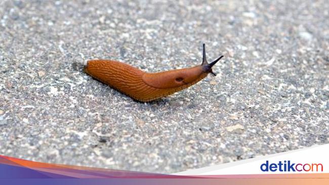 Detail Apa Makanan Siput Nomer 21