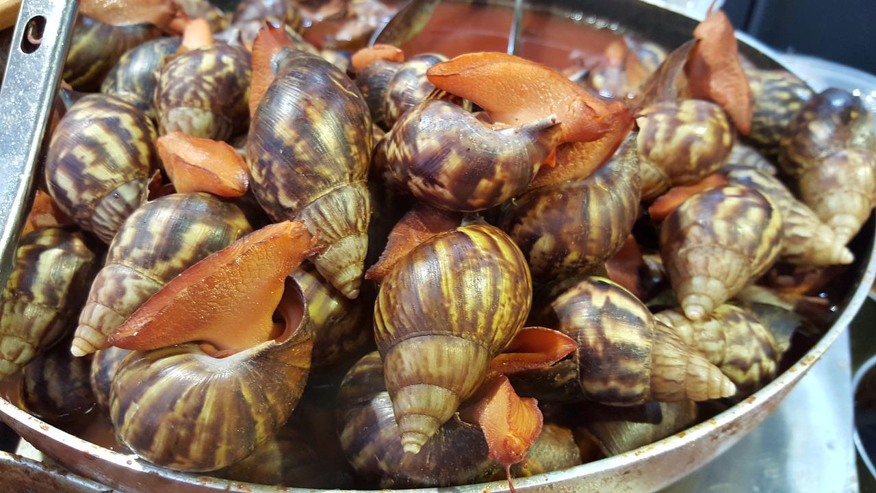 Detail Apa Makanan Siput Nomer 32