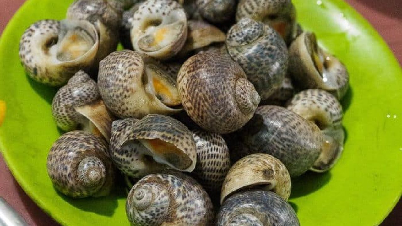 Detail Apa Makanan Siput Nomer 6