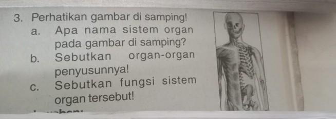 Detail Apa Nama Sistem Organ Yang Terdapat Pada Gambar Di Samping Nomer 4