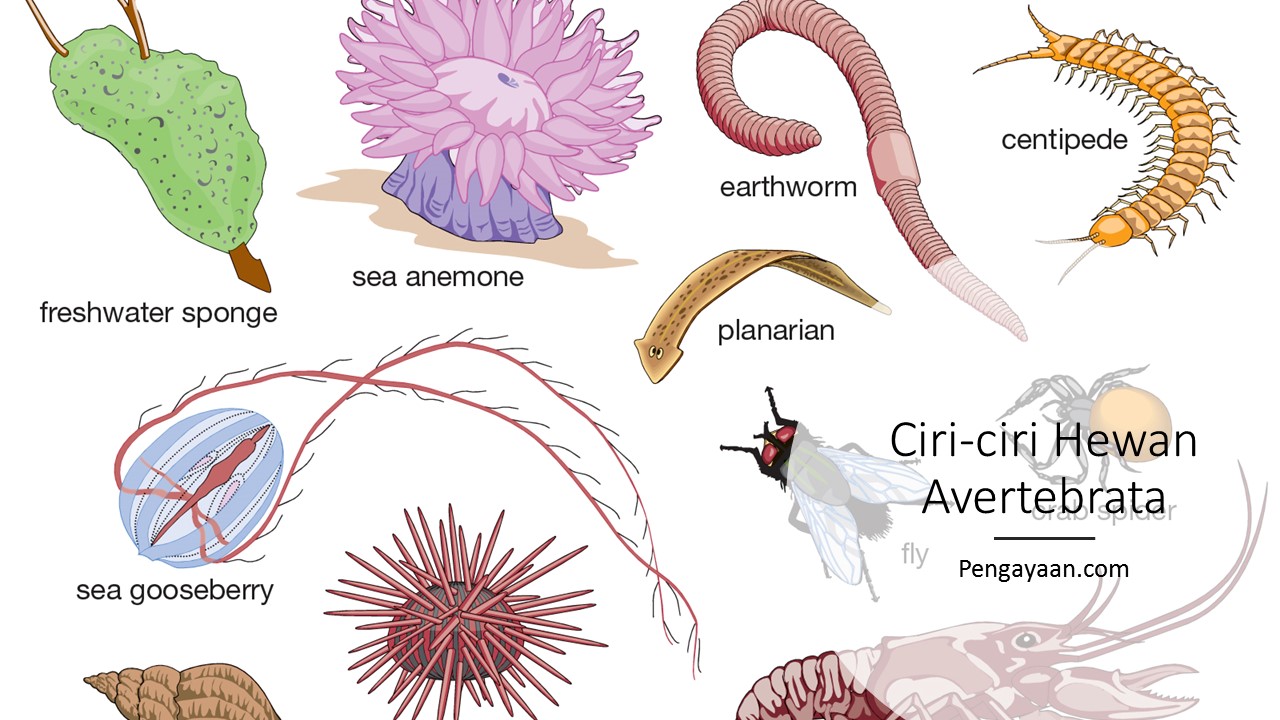 Detail Apa Saja Hewan Avertebrata Nomer 24