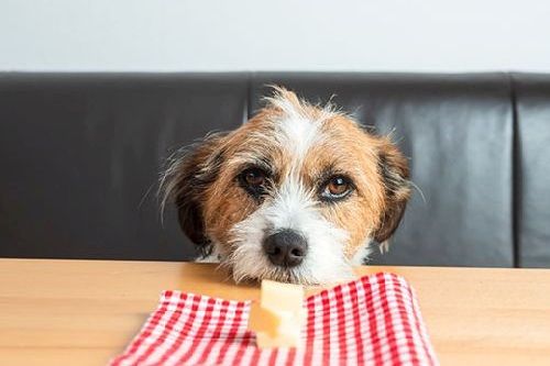 Detail Apakah Anjing Boleh Makan Keju Nomer 2