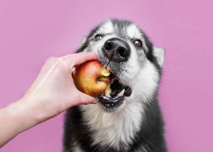 Detail Apakah Anjing Boleh Makan Keju Nomer 16