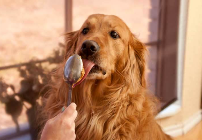 Detail Apakah Anjing Boleh Makan Keju Nomer 21