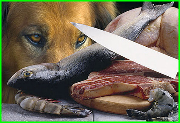 Detail Apakah Anjing Boleh Makan Keju Nomer 34