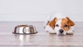 Detail Apakah Anjing Boleh Makan Keju Nomer 6