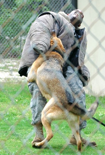 Detail Apakah Anjing Herder Berbahaya Nomer 23