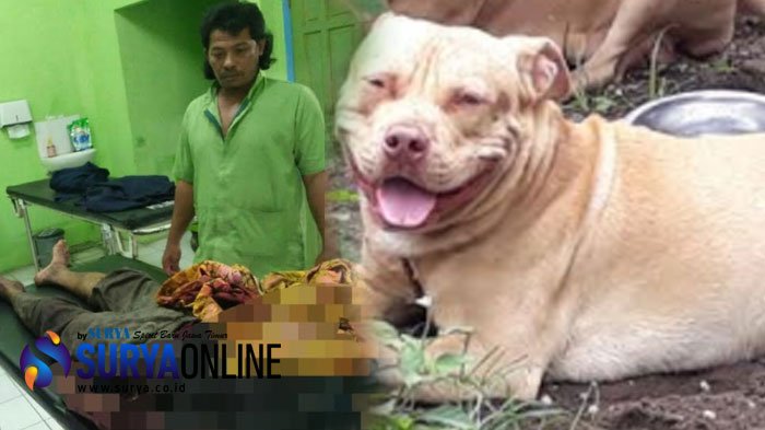 Detail Apakah Anjing Herder Berbahaya Nomer 47