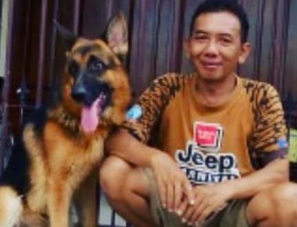 Detail Apakah Anjing Herder Berbahaya Nomer 7