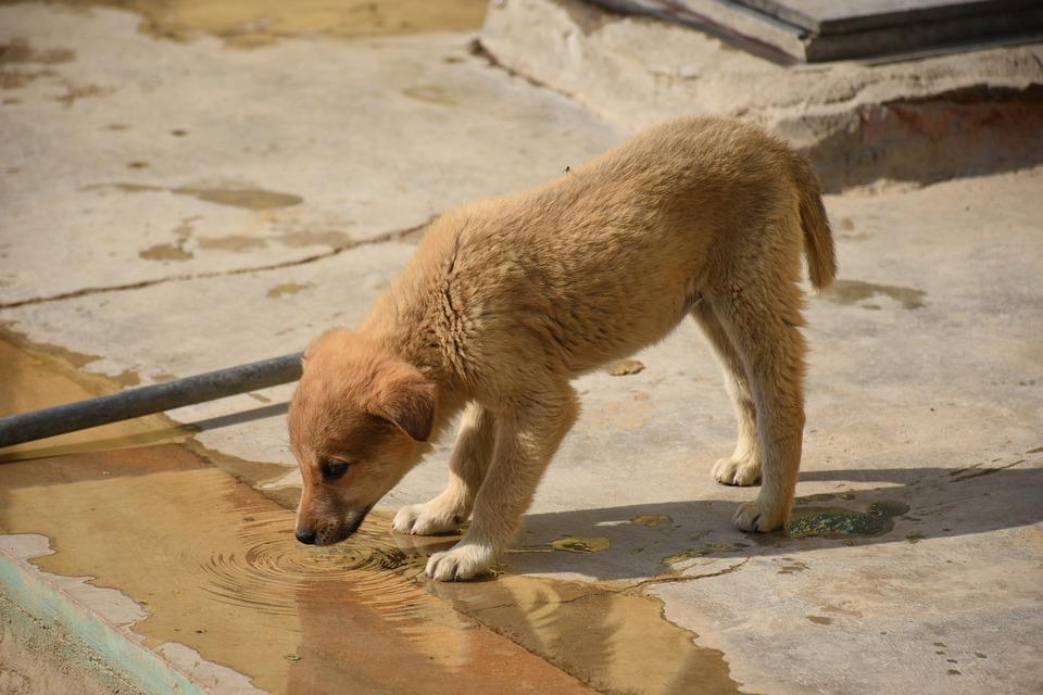 Detail Apakah Anjing Minum Air Nomer 10