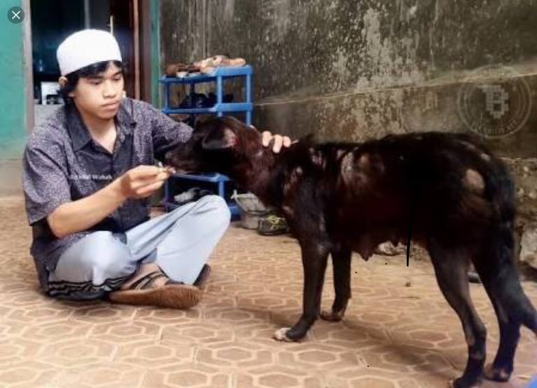 Detail Apakah Anjing Minum Air Nomer 13