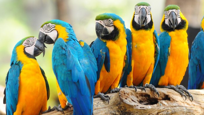 Detail Apakah Burung Macaw Dilindungi Nomer 10