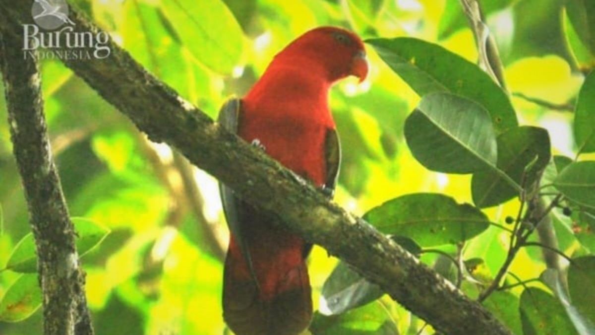 Detail Apakah Burung Macaw Dilindungi Nomer 14