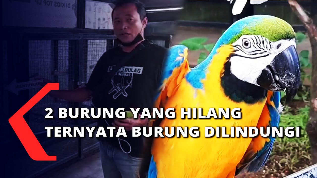 Detail Apakah Burung Macaw Dilindungi Nomer 15