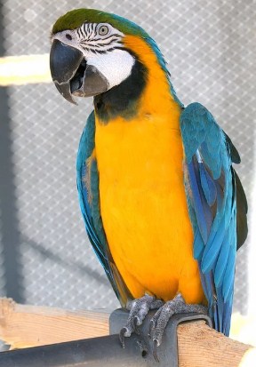 Detail Apakah Burung Macaw Dilindungi Nomer 17