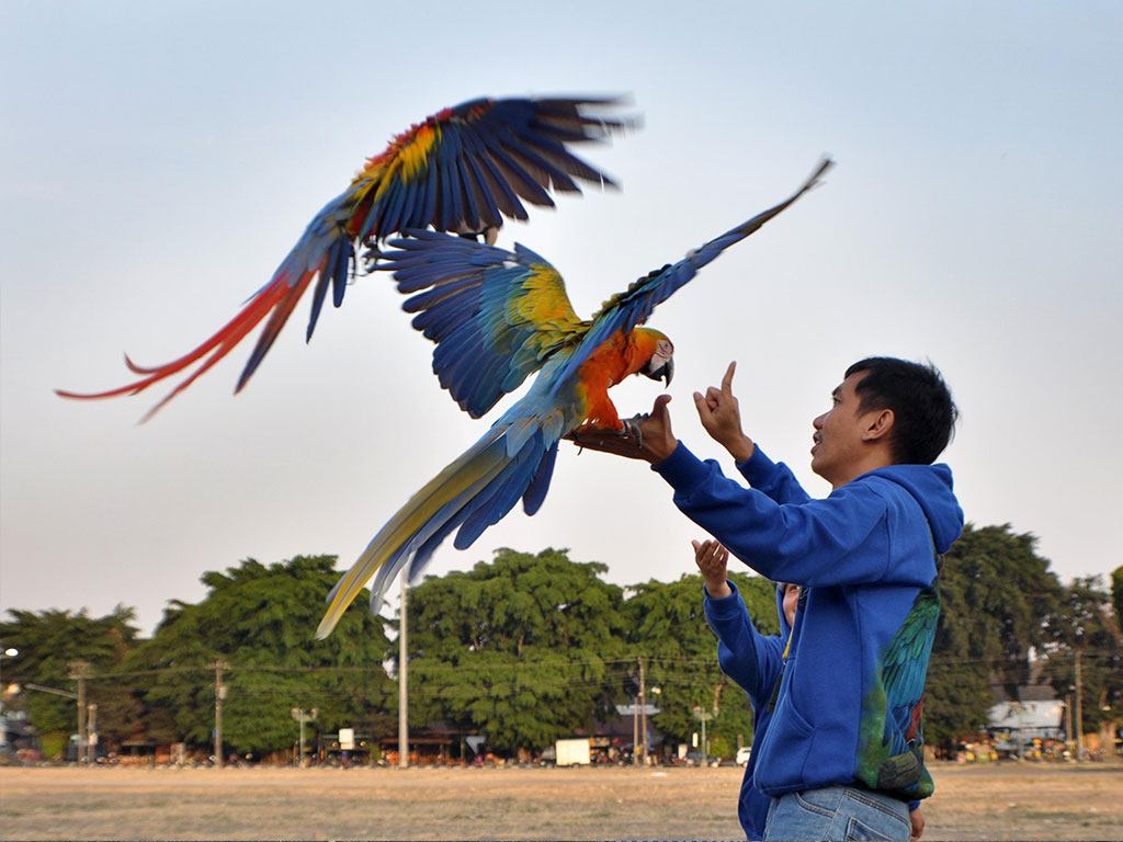 Detail Apakah Burung Macaw Dilindungi Nomer 22