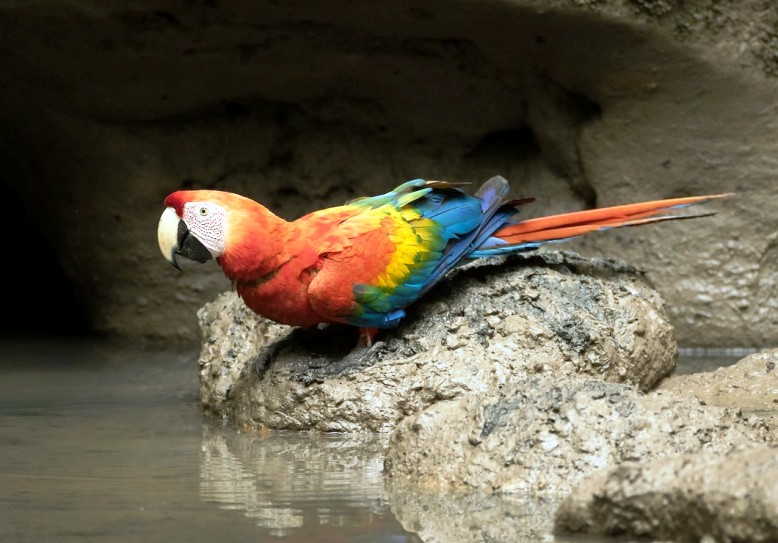 Detail Apakah Burung Macaw Dilindungi Nomer 4