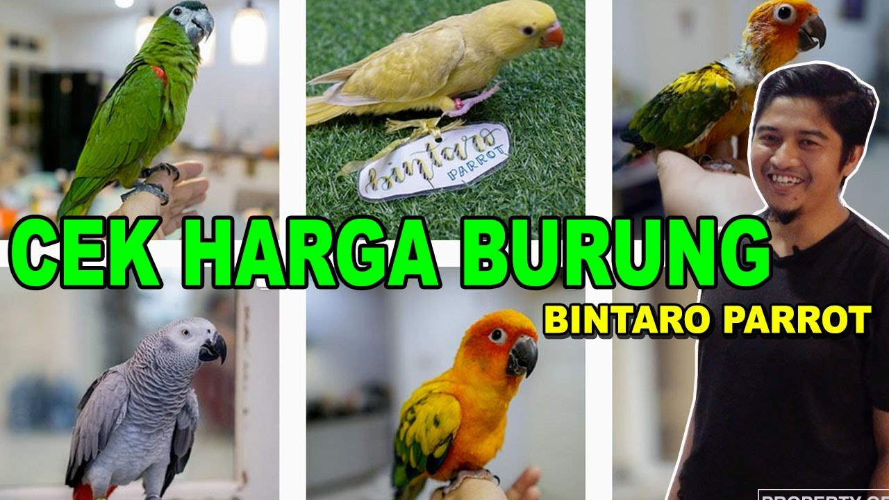 Detail Apakah Burung Macaw Dilindungi Nomer 31