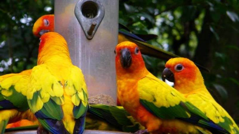 Detail Apakah Burung Macaw Dilindungi Nomer 35