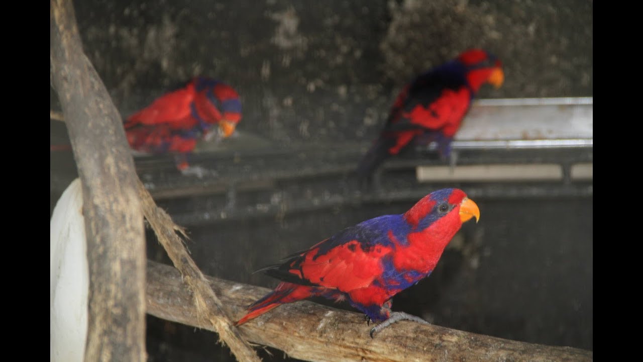 Detail Apakah Burung Macaw Dilindungi Nomer 47