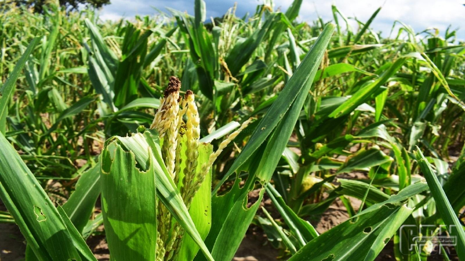 Detail Apakah Jagung Berbunga Nomer 7