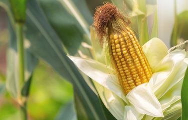 Detail Apakah Jagung Berbunga Nomer 2