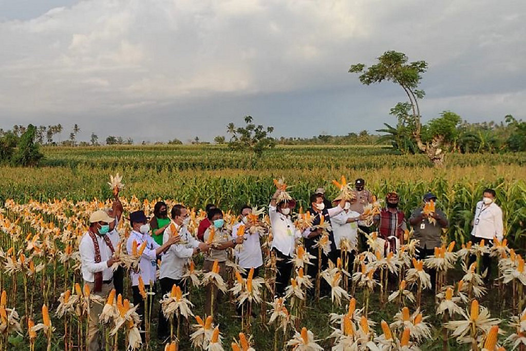 Detail Apakah Jagung Berbunga Nomer 23