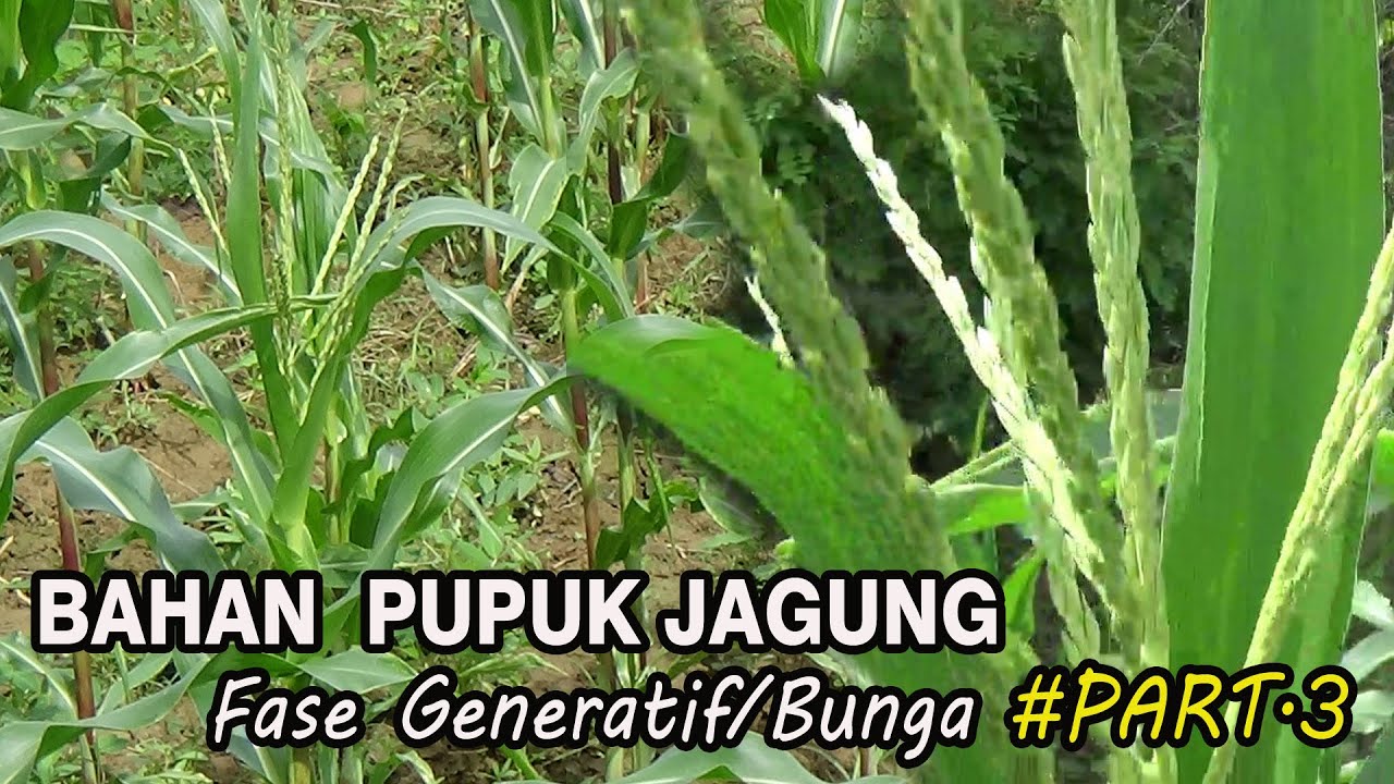 Detail Apakah Jagung Berbunga Nomer 3