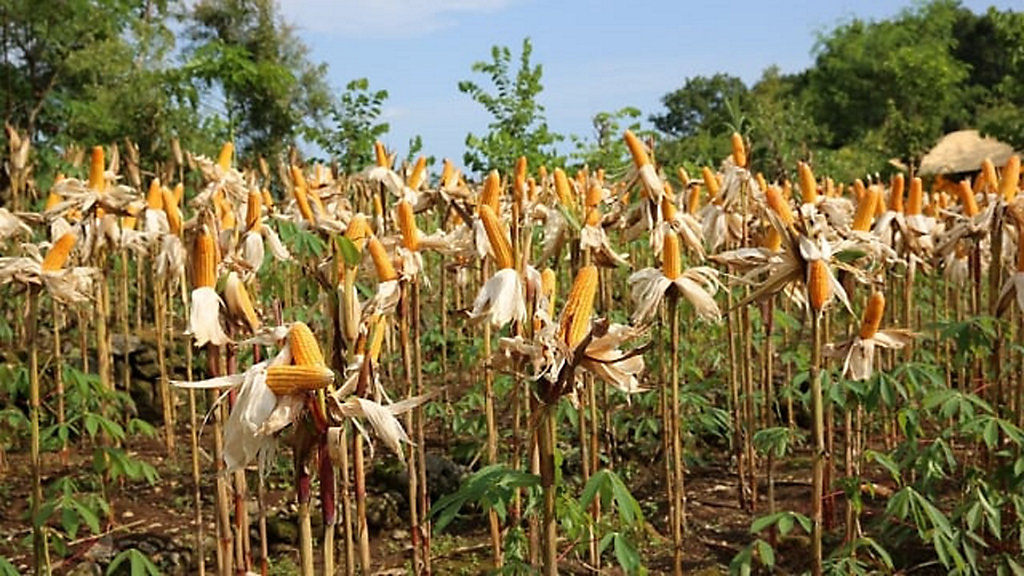 Detail Apakah Jagung Berbunga Nomer 28