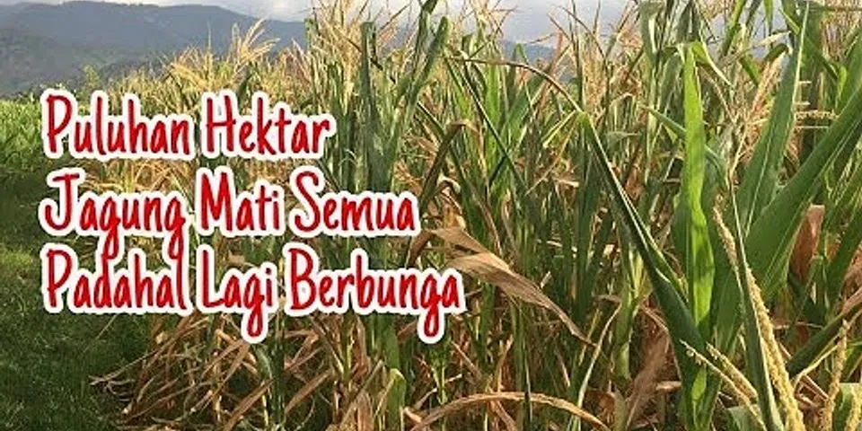 Detail Apakah Jagung Berbunga Nomer 29