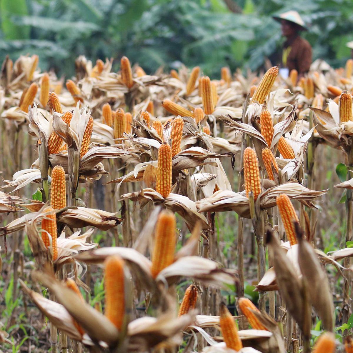 Detail Apakah Jagung Berbunga Nomer 30