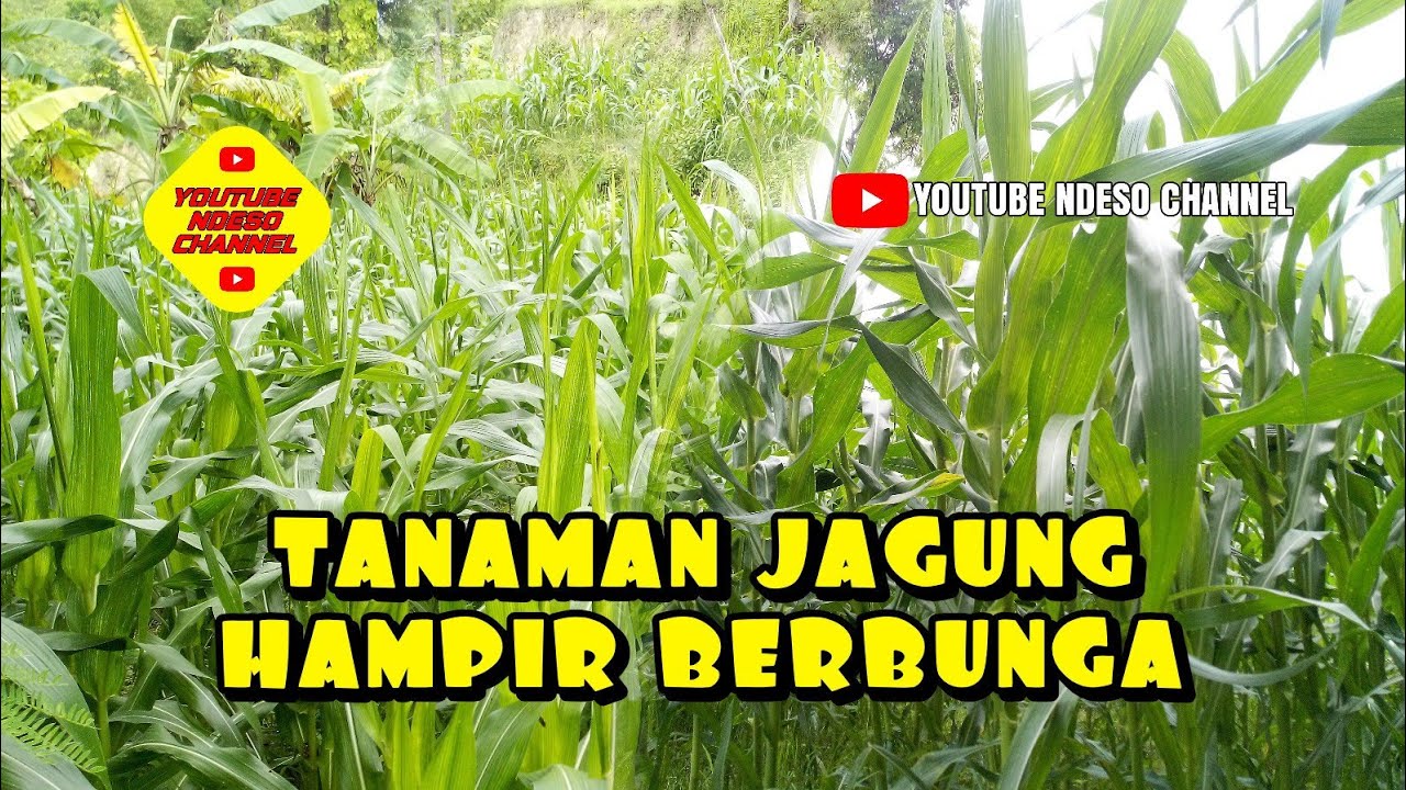 Detail Apakah Jagung Berbunga Nomer 38