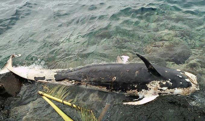 Detail Apakah Kuda Laut Mamalia Nomer 22