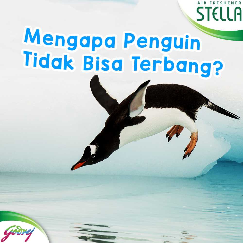 Detail Apakah Penguin Bisa Terbang Nomer 23