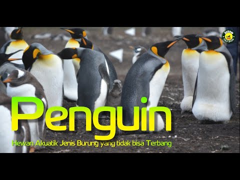 Detail Apakah Penguin Bisa Terbang Nomer 27