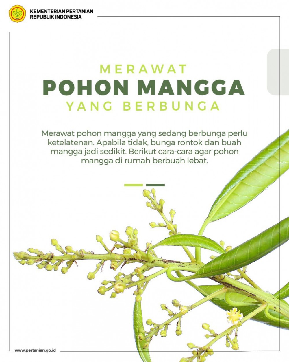 Detail Apakah Pohon Mangga Berbunga Nomer 4