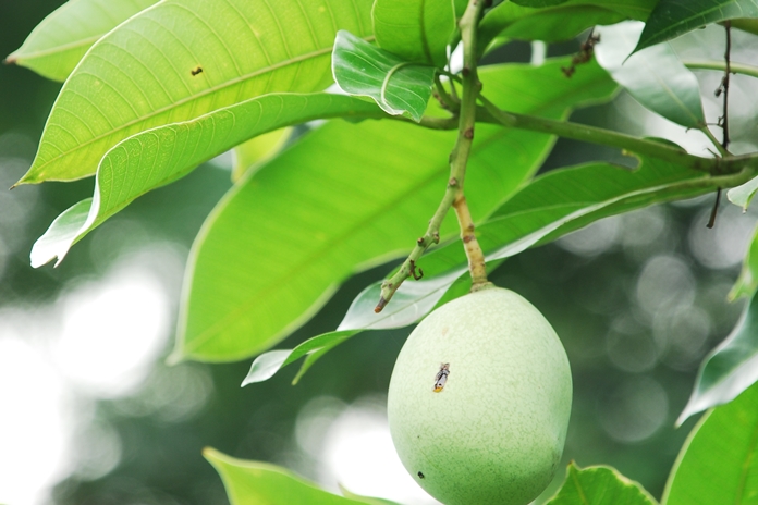 Detail Apakah Pohon Mangga Berbunga Nomer 36