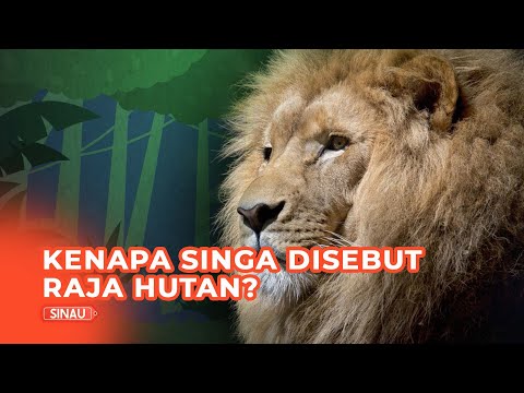 Detail Apakah Singa Adalah Raja Hutan Nomer 12