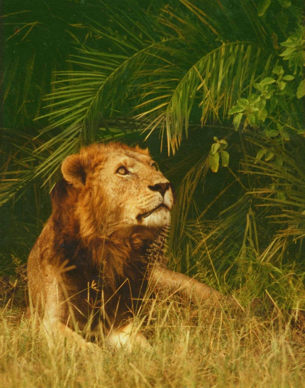 Detail Apakah Singa Adalah Raja Hutan Nomer 36