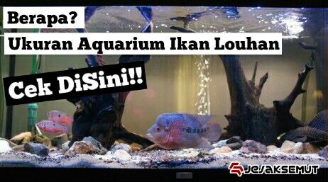 Detail Aquarium Untuk Louhan Nomer 15