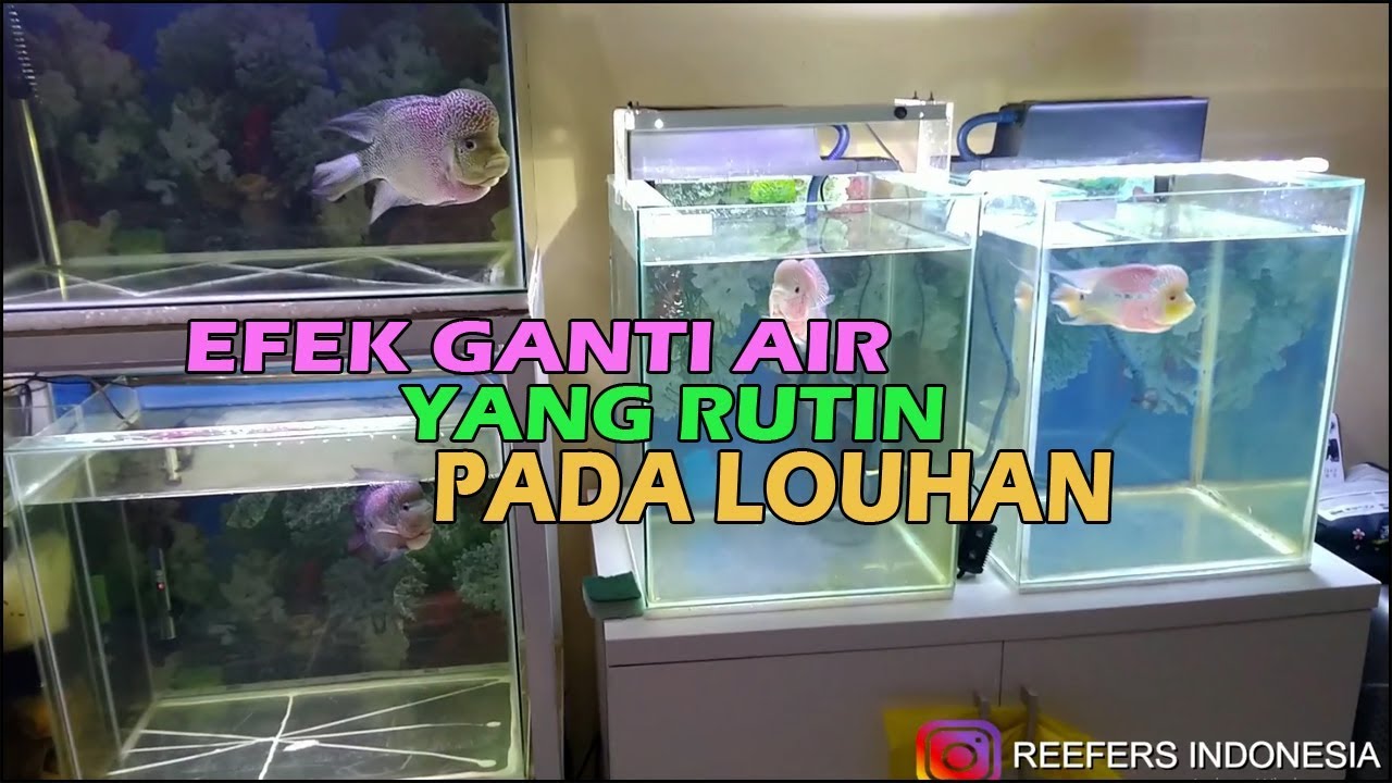 Detail Aquarium Untuk Louhan Nomer 3