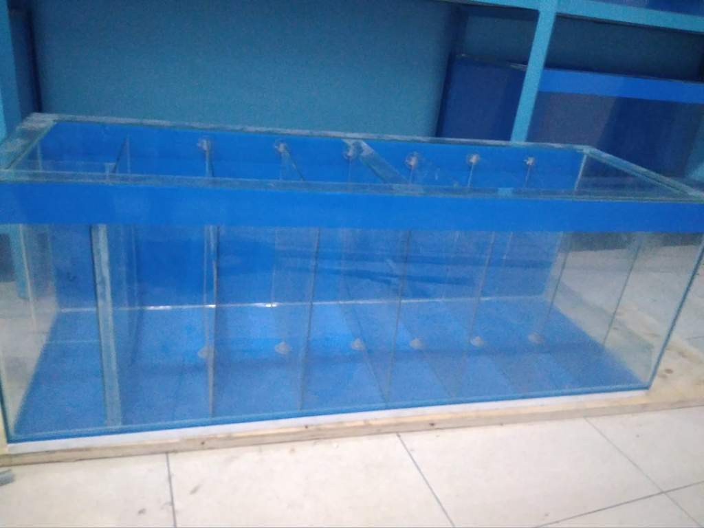 Detail Aquarium Untuk Louhan Nomer 47