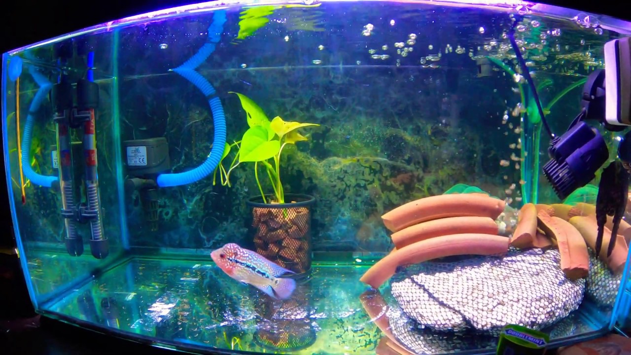 Detail Aquarium Untuk Louhan Nomer 48