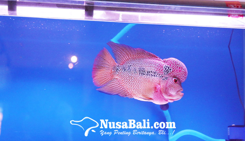 Detail Aquarium Untuk Louhan Nomer 10