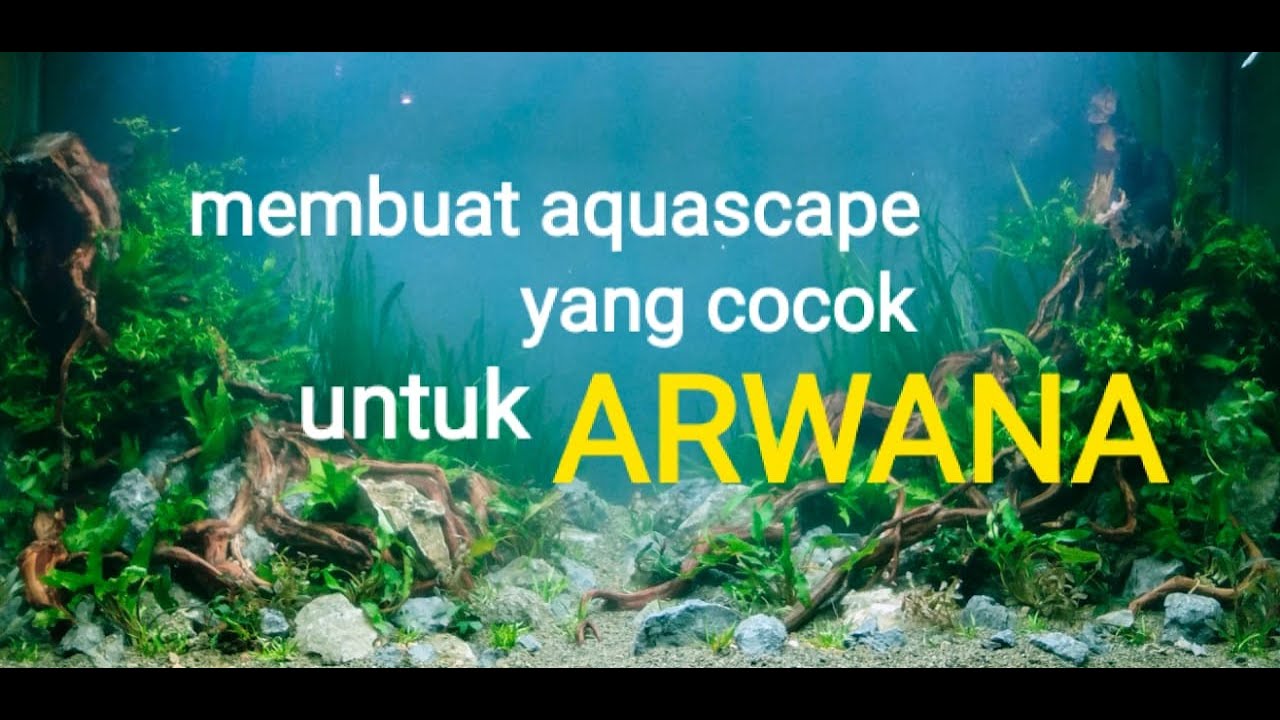 Detail Aquascape Untuk Arwana Nomer 39