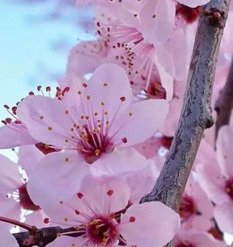 Detail Arti Bunga Sakura Nomer 22