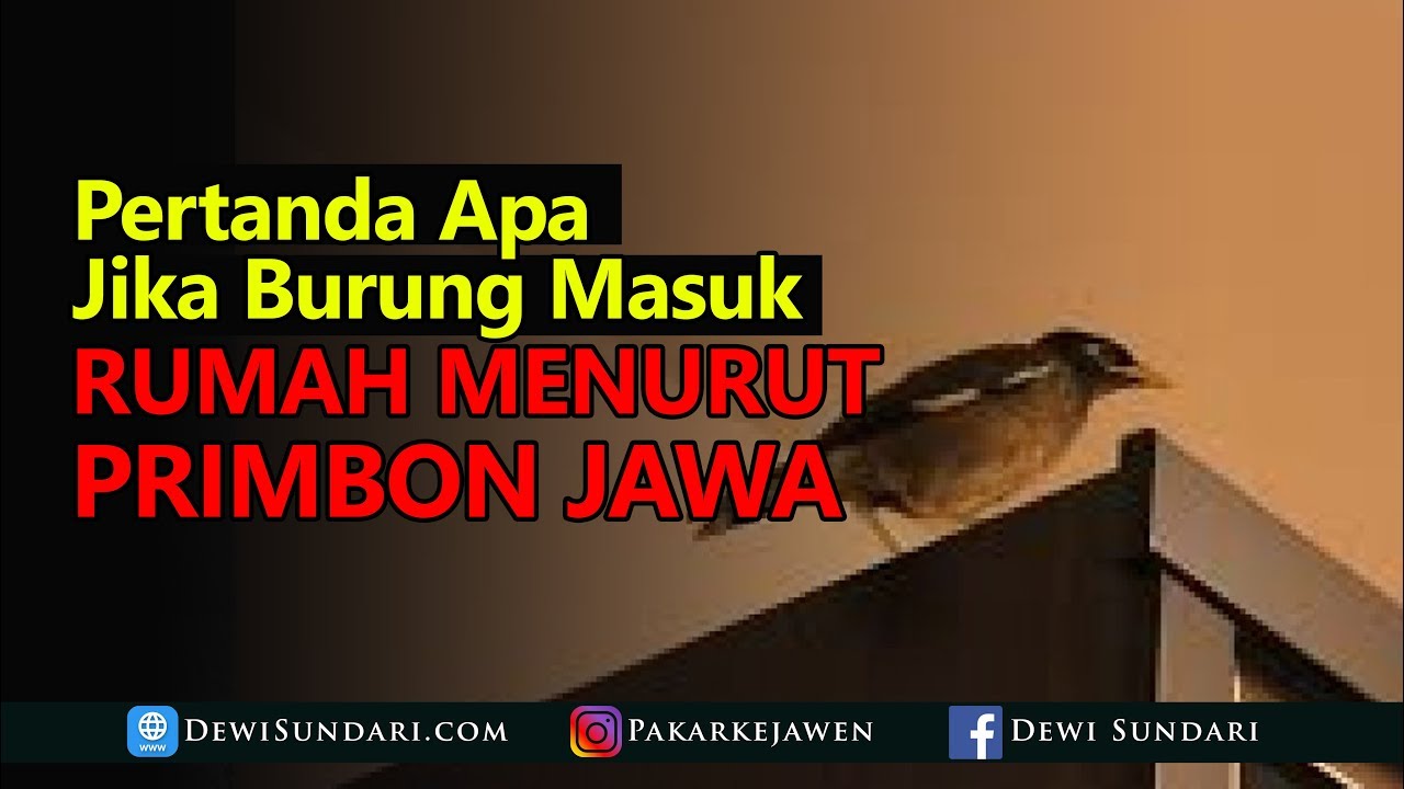 Detail Arti Burung Kutilang Masuk Rumah Nomer 7