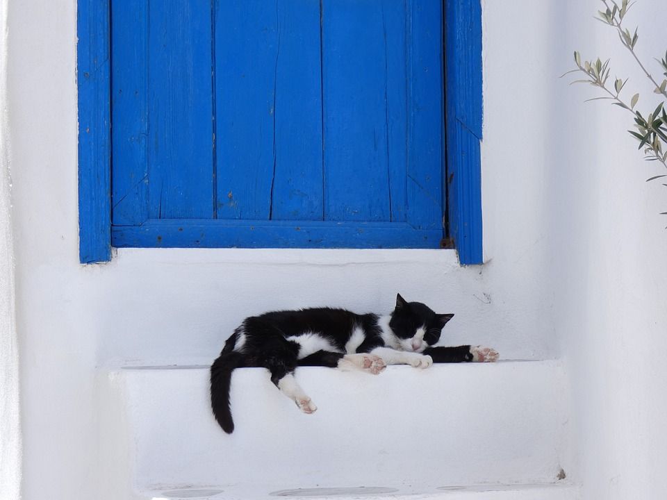 Detail Arti Kucing Mengeong Di Depan Rumah Nomer 12